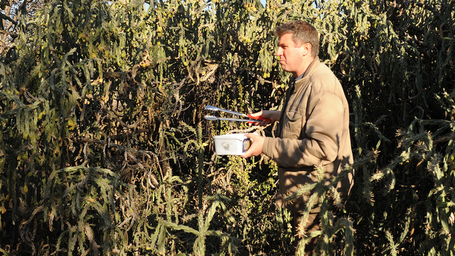 Biocontrol Research Officer Dr Iain Paterson releases biological control agents into a cacti thicket
